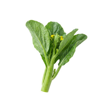 Fresh green choy sum chinese flowering cabbage isolated on white background.