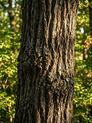 Fototapeta premium A close-up view of a tree trunk surrounded by lush green leaves in a natural outdoor environment with sunlight filtering through.