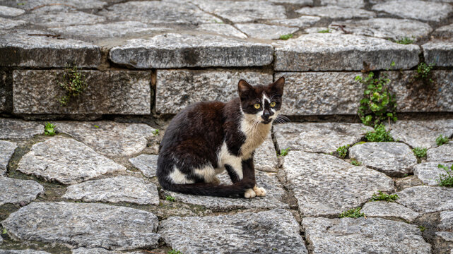 A black and white stray cat sitting alertly on stone pavement steps in Marmaris, Turkey. Street animal life and urban texture.