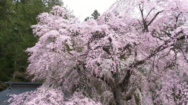参道の楽翁桜