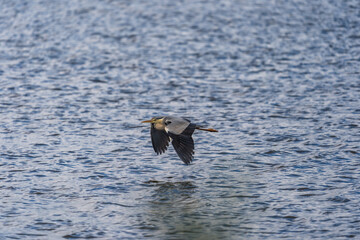 Fototapeta premium Grey heron (Ardea cinerea) flying low over water surface