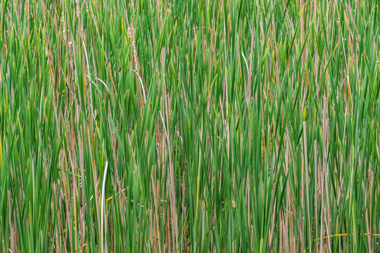 Dense green cattails (Typha) growing in a wetland environment