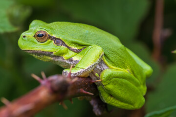 Fototapeta premium European tree frog (Hyla arborea) peeking through green leaves