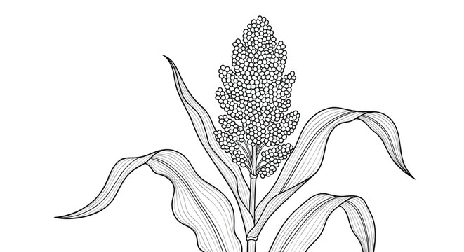 Detailed black and white botanical illustration of a sorghum cereal plant with a large grain head and long leaves.