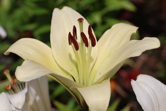 Pistil and stamen of a white lily