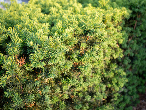 Close-up of dense evergreen yew shrub foliage illuminated by warm sunlight. Natural green texture background with fresh needles, ornamental garden plant and soft bokeh.