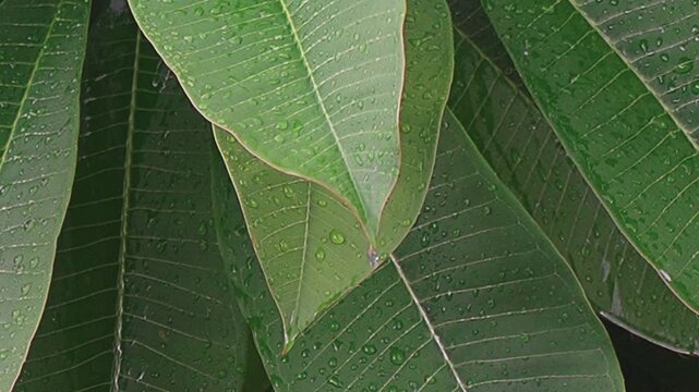 Green Leaf Water Drop Nature Closeup Fresh Tropical Wet Texture Rain
