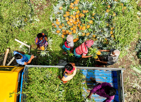 Tangail, Bangladesh - 05 August 2022: Aerial view of workers loading fresh pineapples from a large pile onto a yellow truck in a field.