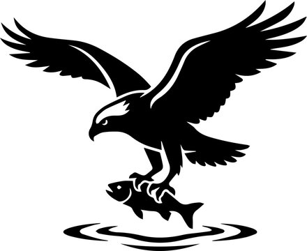 black osprey hunting a fish