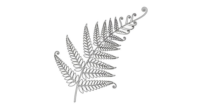 Minimalist black and white line art illustration of a fern frond leaf with detailed pinnate leaflets and curled fiddlehead tips, isolated on a plain white background for botanical design.