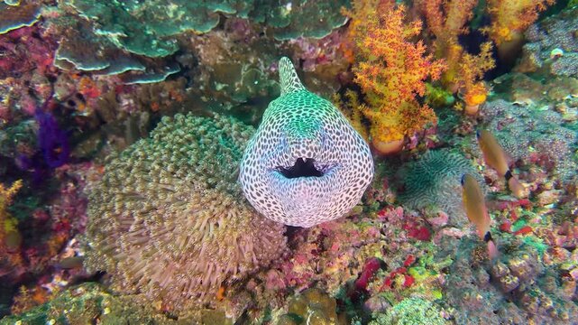Large spotted Leopard or Honeycomb moray eel, gymnothorax javanicus, underwater at the bottom of the sea. A close-up of moray eel hiding in corals on rocky seabed in tropical sea by hard coral reef.