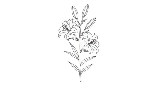 Minimalist line art illustration of a lily flower stem with two open blossoms and three closed buds, featuring botanical details on a plain white background.