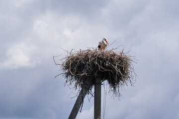 Fototapeta premium Pair of white storks standing on a large nest above the ground. Natural wildlife scene showing nesting and breeding behavior.