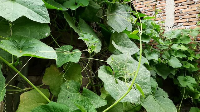 Lush Loofah Vegetable Garden Growing Vigorously Against a Rustic Brick Wall