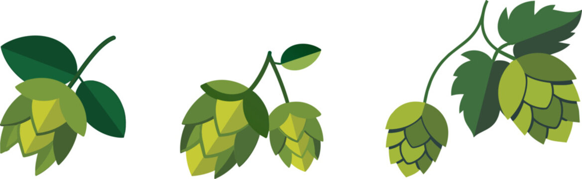Hop cones illustration, green foliage with two leaves isolated on background.