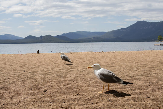 Seagull taking off from sandy lakeshore with mountains in background in Borovoe, Kazakhstan. Wildlife and nature travel concept.