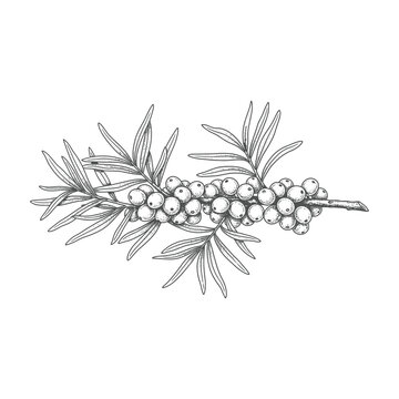 Sprig of juniper berries and leaves