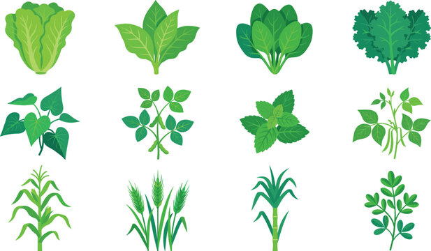 Green leafy vegetables and agricultural crop vector icons set featuring lettuce spinach kale mint corn wheat sugarcane and herbs for healthy organic farming designs