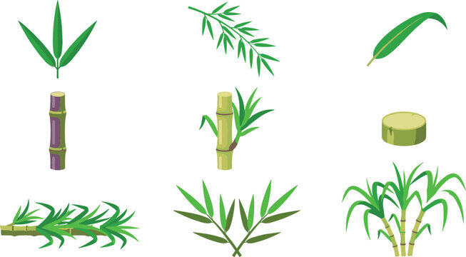 Sugarcane and bamboo vector elements collection featuring green leaves plant stalks stalks segments and natural botanical details for tropical agriculture or product packaging design