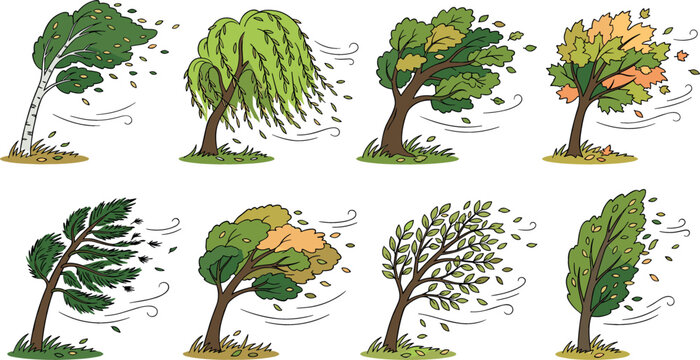 Windy weather vector set with various cartoon trees bending in strong storm wind with flying autumn leaves on white background