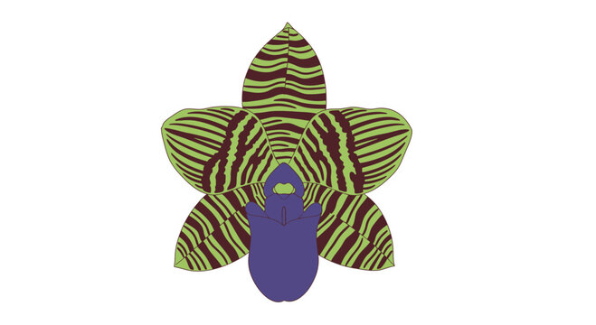 Colorful illustration of a stingray fish.