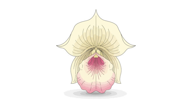 Closeup of a Pink Orchid Flower.