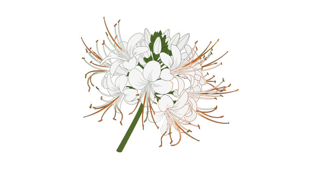 Close up of white spider flower.