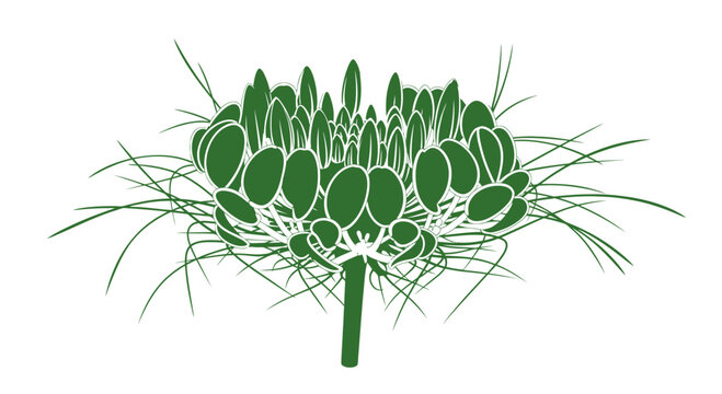 Green thistle flower head illustration.