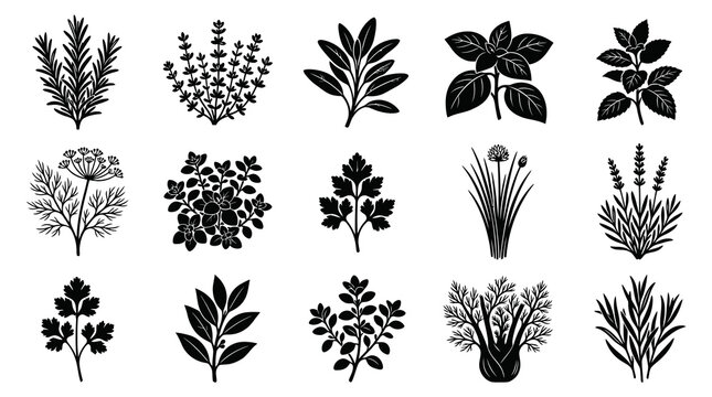 Black and White Illustration of Various Herbs and Spices, Culinary Ingredients, Vector Art