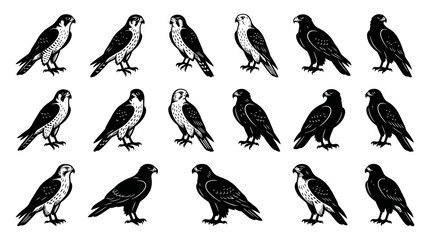 Fototapeta premium Vintage Engraved Falcon and Hawk Birds of Prey Set. Black and White Wildlife Nature Line Art Collection