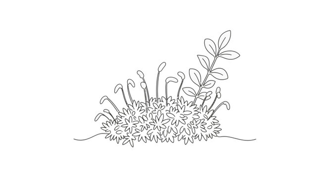 Hand-drawn botanical vector of forest floor vegetation featuring detailed moss clumps, growing sporophytes and a leafy stem, minimalist black line art on white background.