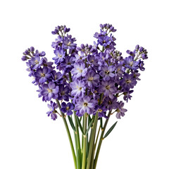 Obraz premium Charming bouquet of bluebells in full bloom against a white background