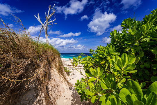 Tropical beach access framed by lush coastal vegetation and white sand dunes on Great Guana Cay, Bahamas, with turquoise Caribbean waters and dramatic blue skies in the background.