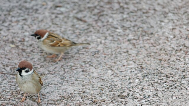 도심 속 산책로에서 마주친 귀여운 참새 두 마리의 다정한 시간, 자연 생태 및 카피 스페이스