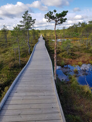 Obraz premium Wooden boardwalk path leading through a beautiful bog landscape under a blue sky.