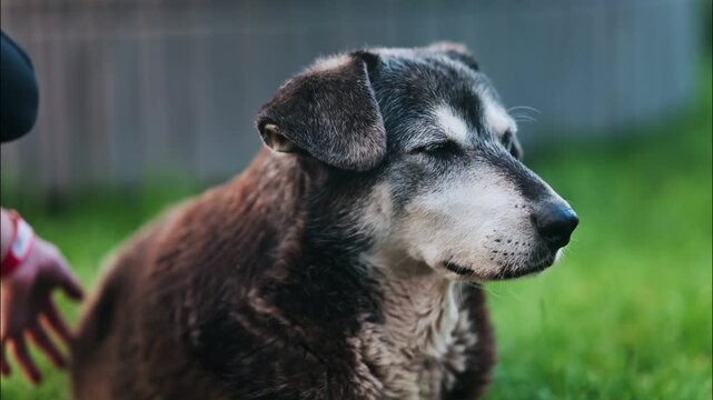 Elderly dog receiving gentle petting from human hand in outdoor garden setting.