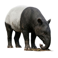 Fototapeta premium Malayan Tapir Sniffing Ground isolated on transparent background