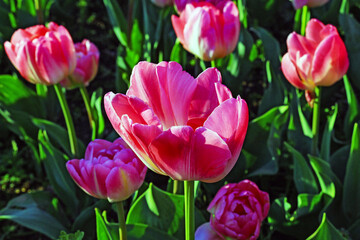 Fototapeta premium Pink, red, and yellow tulips in the City Botanical Park.