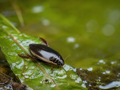 Japanese Diving Beetle Aquatic Beetle