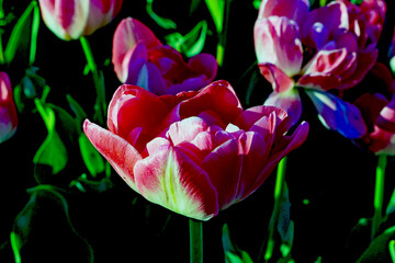 Pink, red, and yellow tulips in the City Botanical Park. © yusuf
