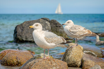 Fototapeta premium Ostseebad Kühlungsborn, Mecklenburg-Vorpommern