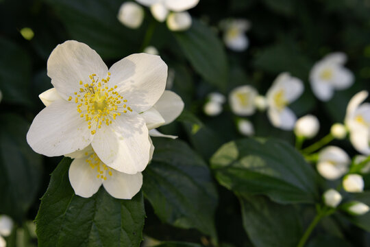 A beautiful white mock orange flower blossoms on a dark green bush in a sunny spring garden. Close-up macro shot with a softly blurred floral background and bright natural lighting.