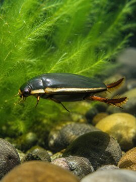 Japanese Diving Beetle Aquatic Beetle