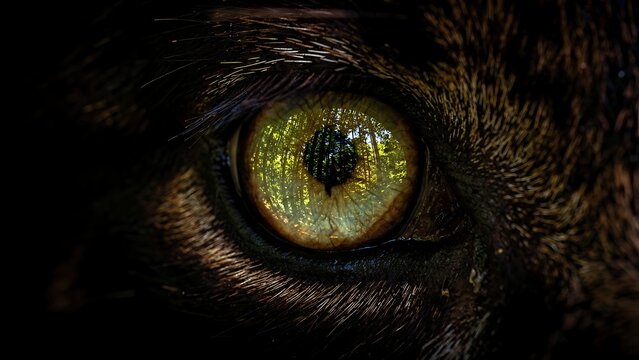 Close-up macro view of a cat's golden green eye with detailed iris and dark pupil in low light