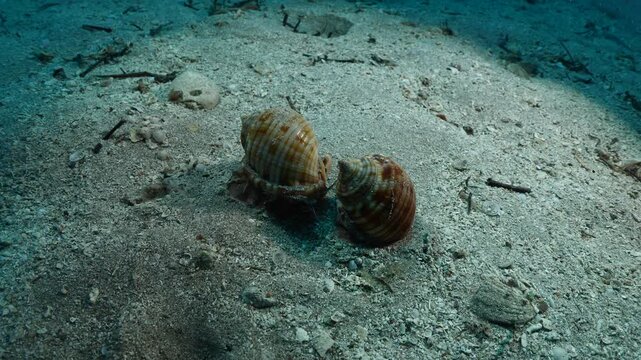 Mediterranean Bonnet Snail, Semicassis undulata chasing  oter one underwater behaviour scenery phalium granulatum