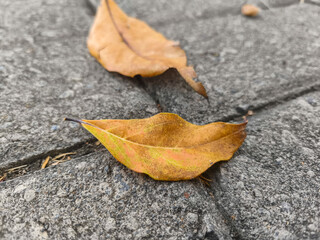 Fototapeta premium Colorful Dry Leaves Showcasing Autumn Hues on Rough Gray Pavement