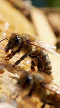 Close-Up of a Honeybee Collecting Nectar from a Honeycomb, Highlighting the Intricate Details of Its Body and the Delicious Honey Source