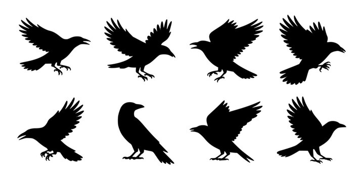 Bird Silhouette Set of Flying Crows and Ravens with Detailed Wings and Beak Shapes Featuring Crow, Raven, Wing Shape with Feathers and Motion
