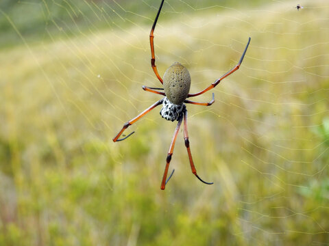 Large golden orb weaver spider hanging in its web, New Caledonia