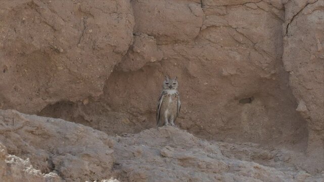Video of a Pharaoh eagle-owl perches atop rugged, sun-baked rocks and relaxing. Its gaze sharp, alert, and watchful. Sunlight glints off its sandy coat. Rocky terrain shows erosion, wind's touch. 